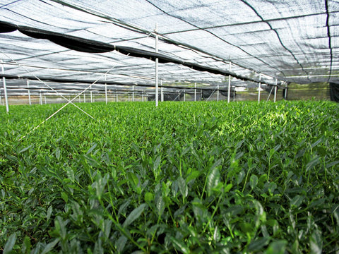 Deep green shaded matcha leaf rows before harvest