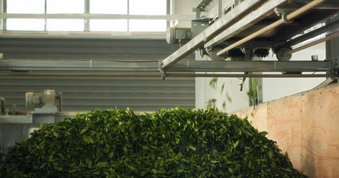 Tea leaf processing context used to explain why finely milled matcha disperses instead of dissolving.