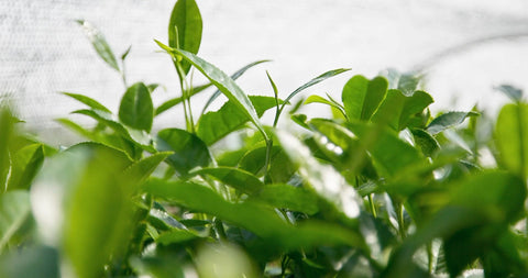 Close-up tea leaves used to explain how matcha aroma can show freshness, storage and cup style.