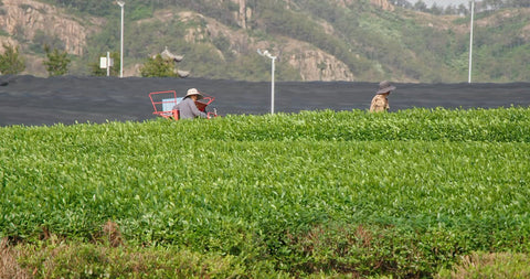 Shaded tea field context used to explain how umami, sweetness and bitterness develop in matcha.