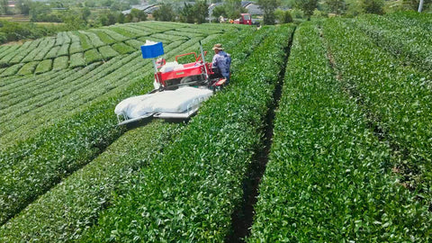 Tea harvest field image used to explain how harvest season affects matcha colour, aroma and taste.