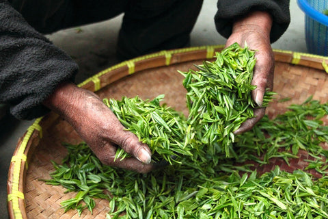 Green tea fields, where matcha begins its journey to the cup