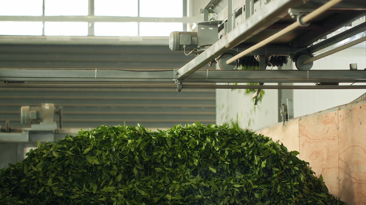Fresh tea leaves moving through matcha processing
